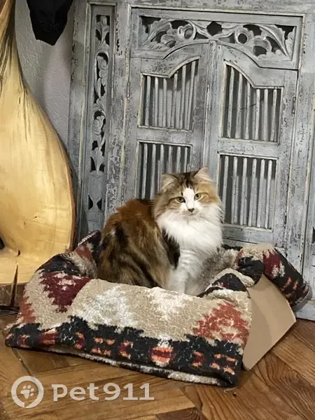Chat perdue, pucée, stérilisée à Tarbes - photo