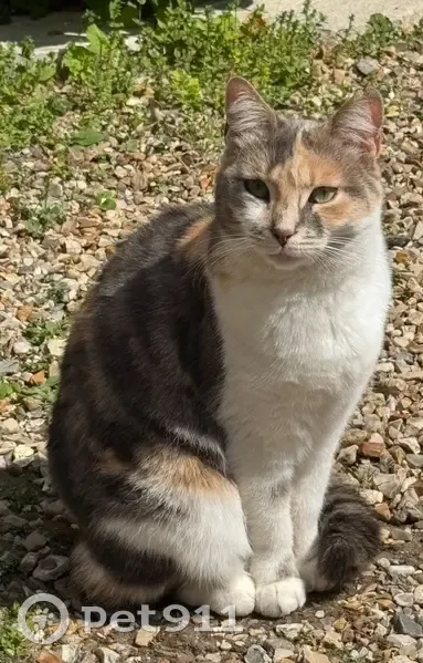 Chat écaille perdu, Rue Alexandre, Bernay - photo