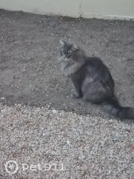Chat perdu : Pacha, gris et sociable, Ruffec - photo