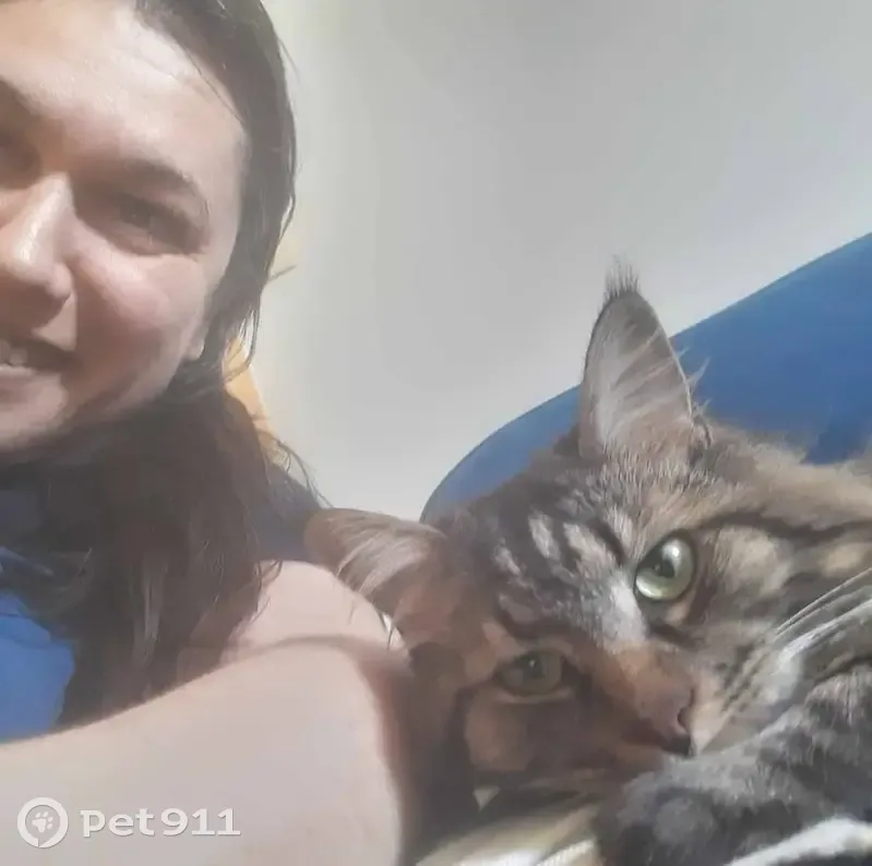 Chat perdu : Erwin, gris à poils longs - photo
