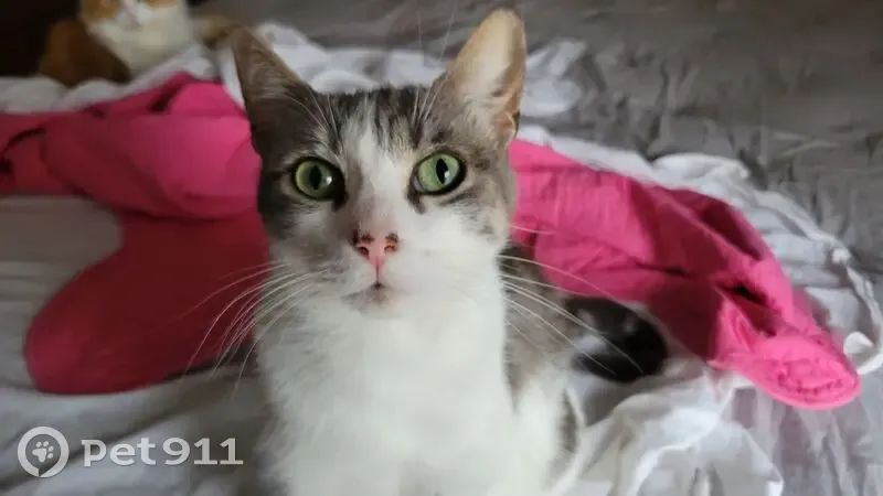 Chat perdu : Nougat, 5 ans, gris et blanc - photo