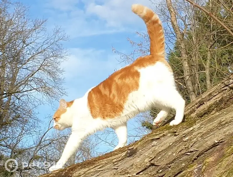 Chat roux-blanc perdu, yeux verts, Pact - photo