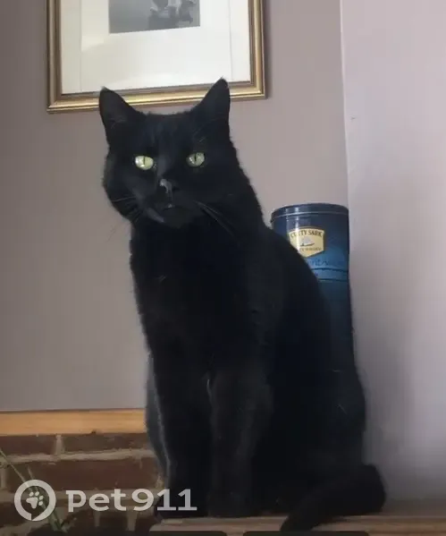 Chatte noire perdue à Hodent, 15 ans - photo