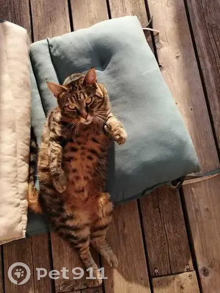 Chatte tigrée perdue à Vence - photo