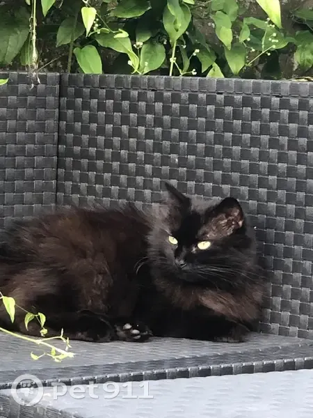 Chatte noire disparue à Herrin - photo
