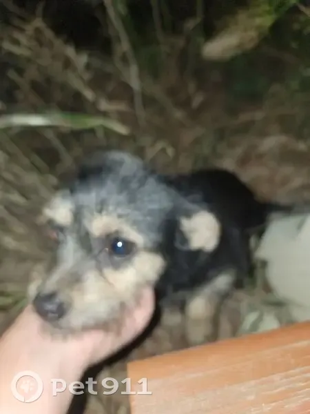 Petit chien noir-marron trouvé à Pézilla - photo