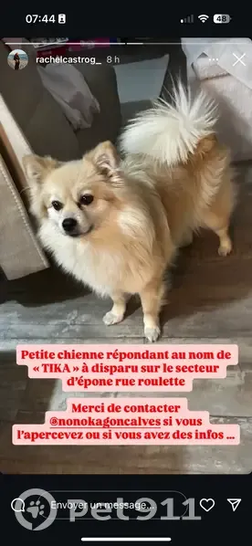 Chien Spitz crème Tika perdu à Épône - photo