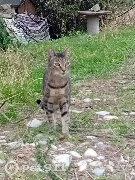 Chatte tigrée perdue, Nice, Bd Jardiniers - photo