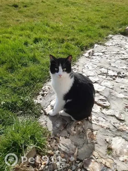 Chat noir et blanc perdu à Saint-Victor - photo