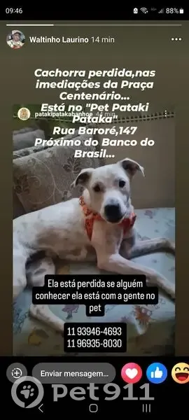 Cachorro encontrado - photo