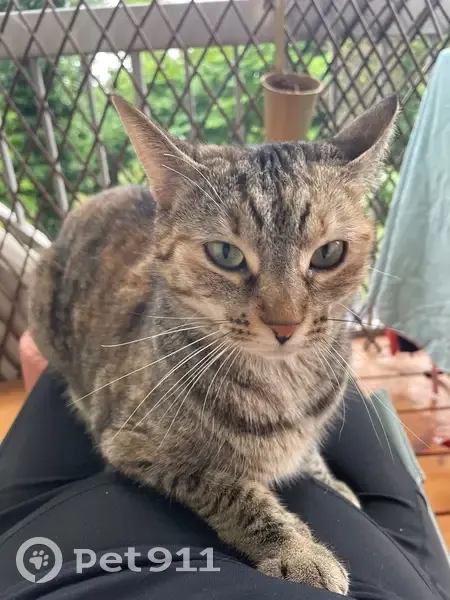 Chatte perdue, tigrée orange, Strasbourg - photo