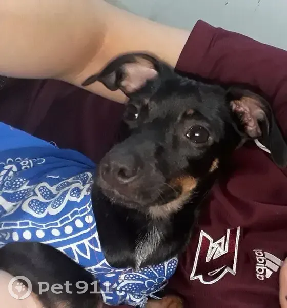 Cachorro perdido Fêmea (brl001284) - photo