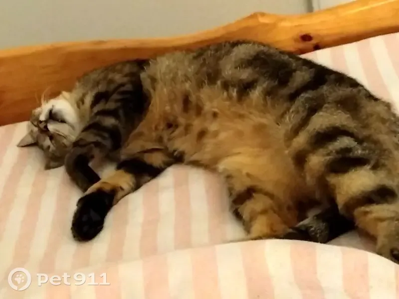 Chat tigré mâle perdu à Nieul-sur-Mer - photo