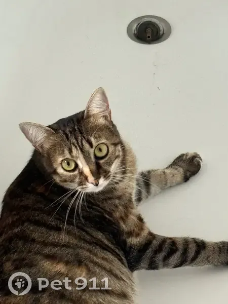 Chat tigré perdu à Fontaine-le-Comte - photo