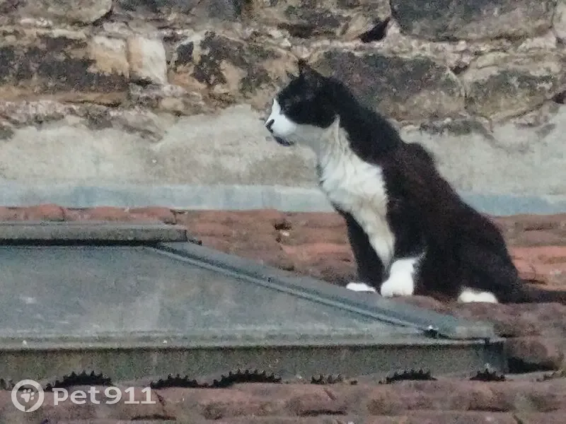 Chat noir 17 ans perdu, Rue Marceau - photo