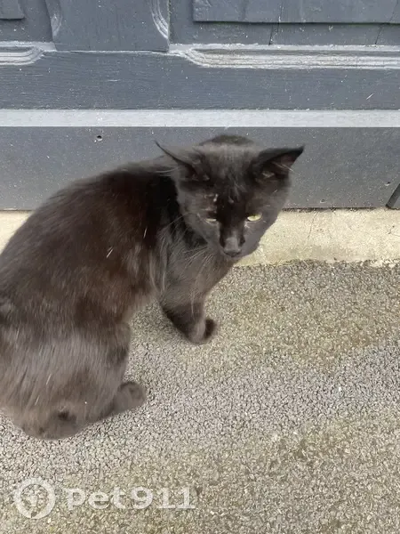 Chat mâle non stérilisé trouvé à Lens - photo