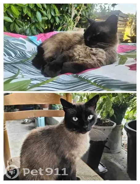 Chat perdu : faux siamois, yeux bleus, craintif - photo