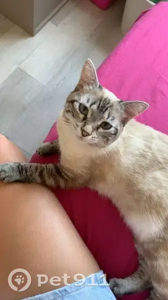 Chatte perdue: Écrue, yeux bleus, Frontignan - photo