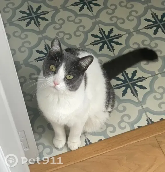 Chat perdue : Nala, gris/blanc, pucée - photo