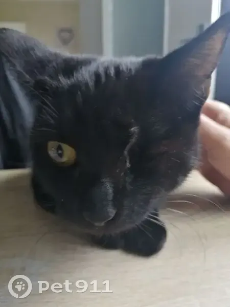Gaia, chatte noire perdue à Mazingarbe - photo
