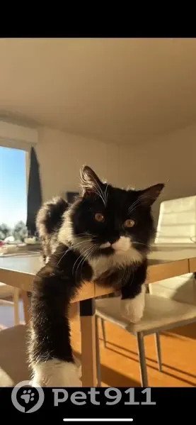 Chat perdu : Figaro, noir et pattes blanches - photo