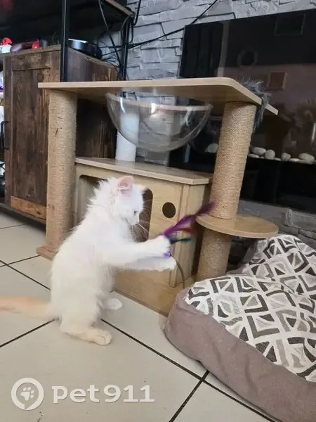 Chaton perdu à Perpignan (Las Cobas) - photo
