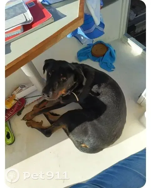 Beauceron perdu au Lavandou, aidez-nous ! - photo