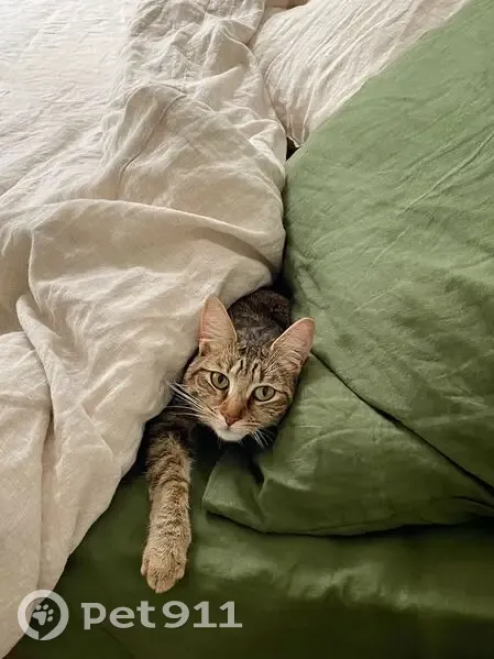 Chatte tigrée perdue à Guérande - photo