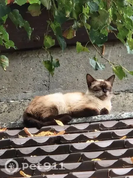 Chat siamois trouvée avec petits à Limeil - photo