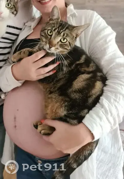 Chat européen perdu, pucé à Bondoufle - photo