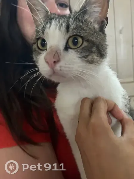 Chaton trouvé, blessé et affectueux à Maing - photo