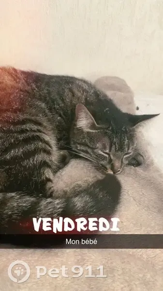 Chat perdu taille moyenne à Aussonne - photo