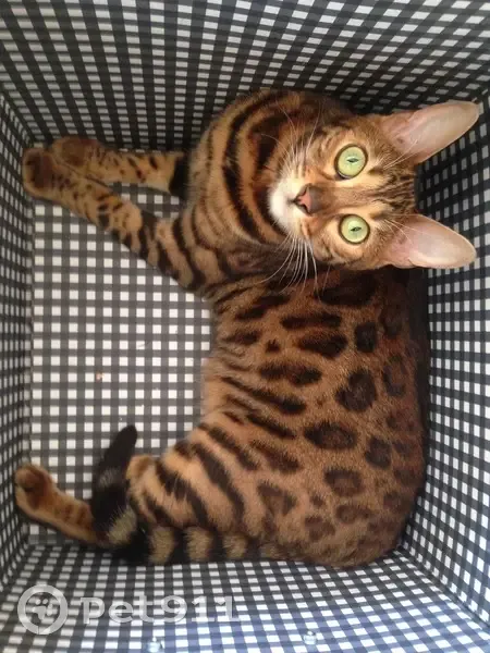 Chatte Bengal perdue à Brissac - photo