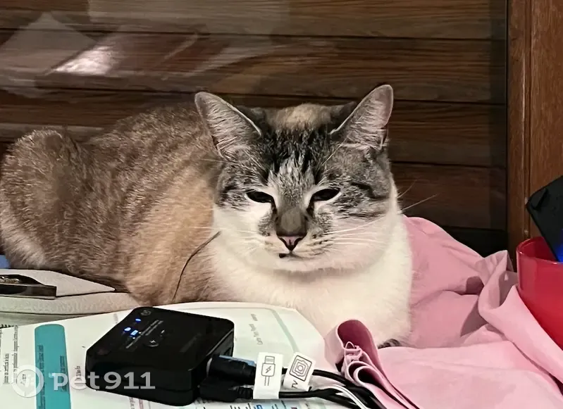 Chatte tabby gris clair disparue à Épinay - photo