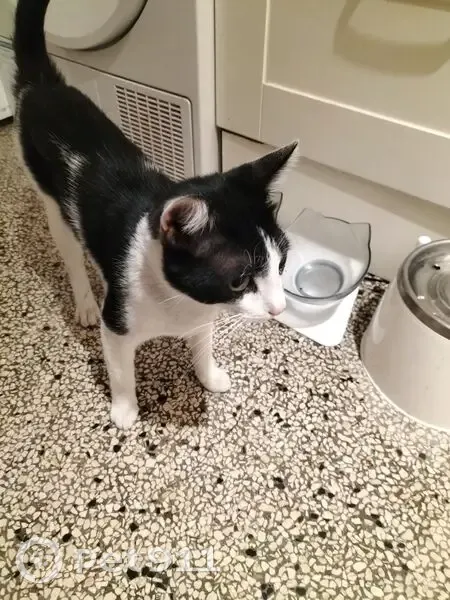 Chaton blanc et noir trouvé à Montpellier - photo