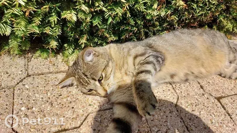 Chat tigré trouvé, jeune et affectueux - photo