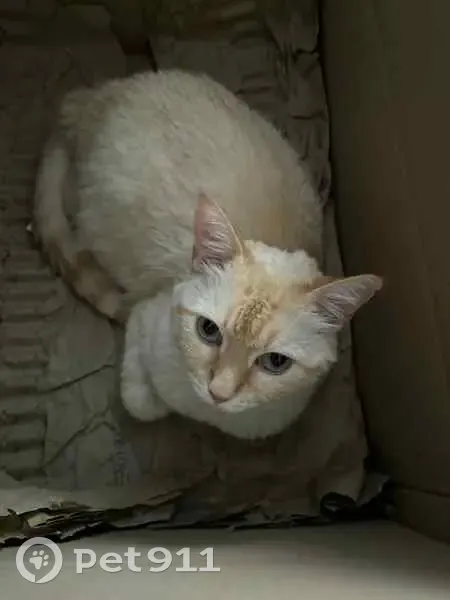 Chatte rousse perdue, craintive, Schiltigheim - photo