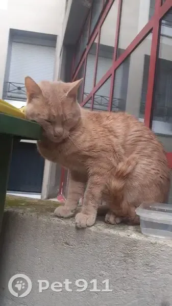 Chat roux beige trouvé à Montreuil - photo