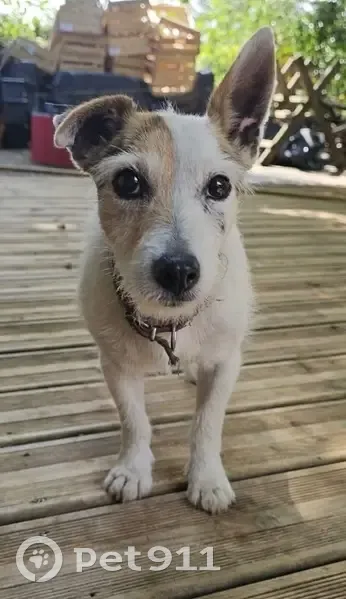 Jack Russell trouvée sur D464, non pucée - photo