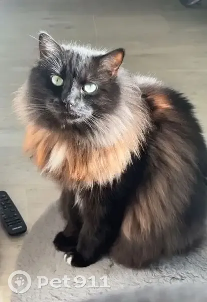 Chat perdu : grand, noir et blanc, peureux - photo