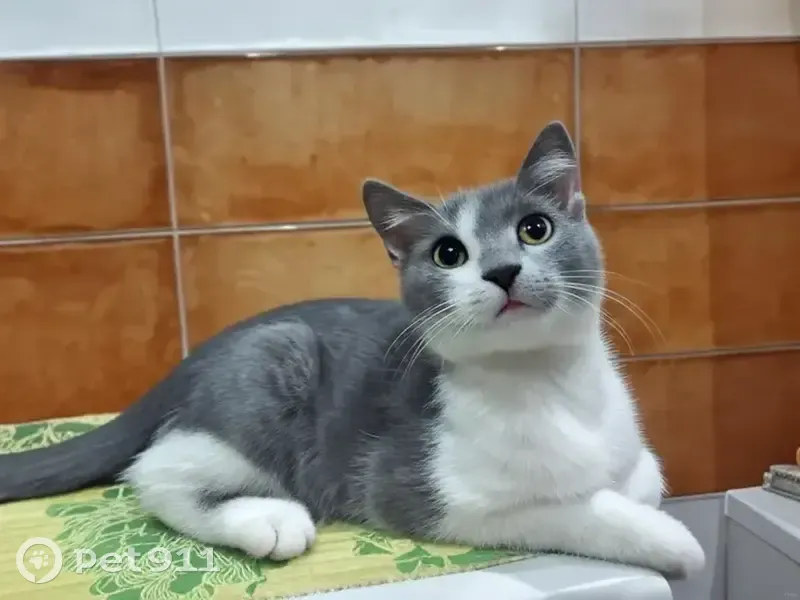 Пухнастий Котик Шукає Люблячу Сім'ю! - photo