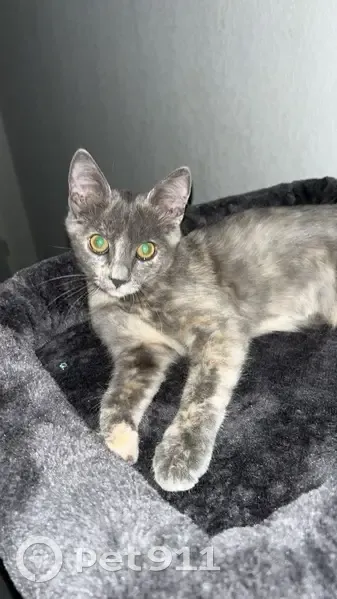 Chatte perdue, 2 ans, tachetée, St-Gély-du-Fesc - photo