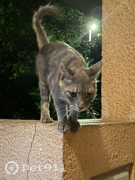 Chat gris trouvé avec collier à Nice - photo
