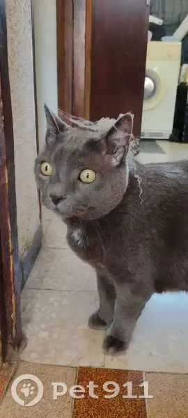 Chat âgé gris disparu à St Julien - photo