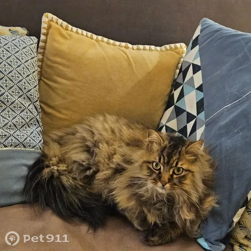 Chat perdu à Sèvres : grand, marron, yeux verts - photo