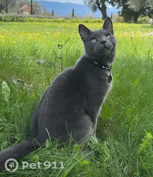Chat gris perdu, tache blanche, peureux - photo