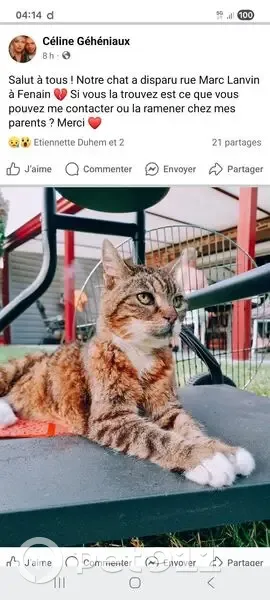 Chatte tigrée âgée perdue à Fenain - photo