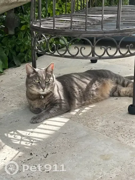 Chat perdu : Tigre gris castré, La Trinité - photo