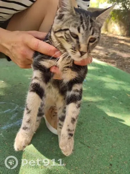 Chat mâle tigré trouvé sociable Marseille - photo