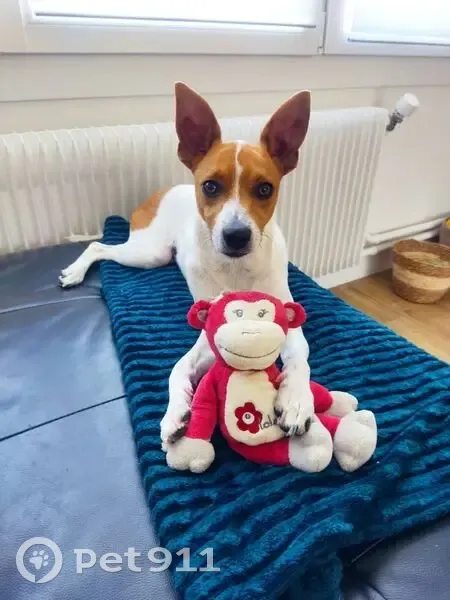 Chien perdu: Filou, croisé Pinscher, 8 mois - photo